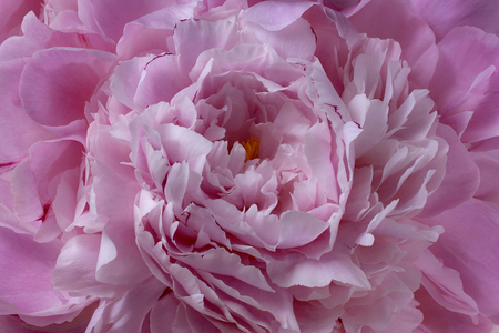 Purple peony rose flower petal background texture closeup macro 4 for banners, beauty posters, decorationの写真素材