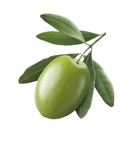 Green single olive 1 isolated on white background for oil package design elementの写真素材