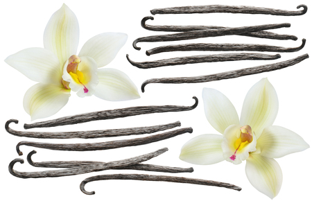 Vanilla flower and bean element set isolated on white background for package designの写真素材