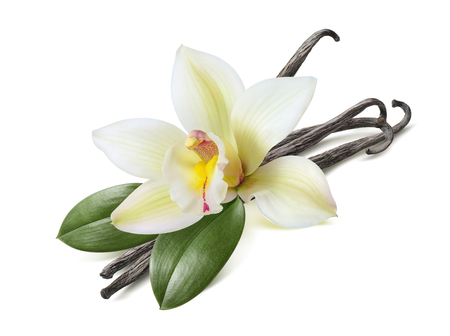 Vanilla sticks with leaves isolated on white background as package design elementの写真素材