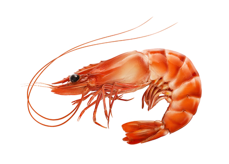 Red boiled prawn or tiger shrimp isolated on white background as package design elementの写真素材