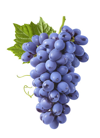 Bunch of blue grapes with leaves isolated on white background for package designの写真素材