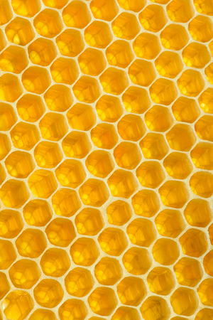Yellow background texture. Vertical section of wax honeycombの写真素材