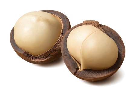 Double macadamia nuts isolated on whiteの写真素材