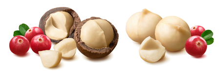 Macadamia nut and cranberry set isolated on whiteの写真素材