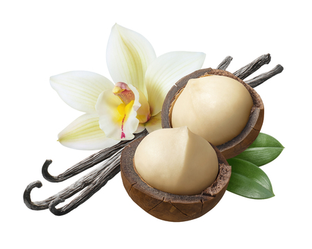 Vanilla flowers, pods and leaves with macadamia nuts isolated on whiteの写真素材