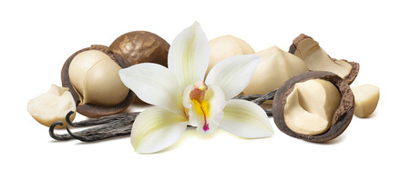 Vanilla and macadamia nuts isolated on whiteの写真素材