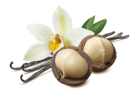 Vanilla flower and leaves with macadamia nut isolated on whiteの写真素材