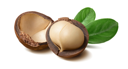 Macadamia nuts and leaves isolated on whiteの写真素材