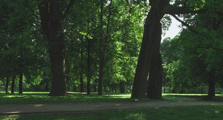 Old oak forest