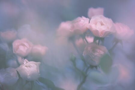 Blurred transparent floral