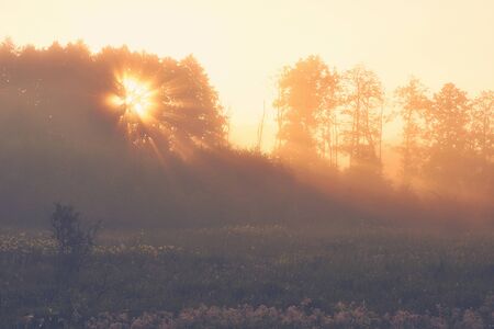 Sunrise in the country. Sun shining through a tree. Foggy summer morning.の写真素材