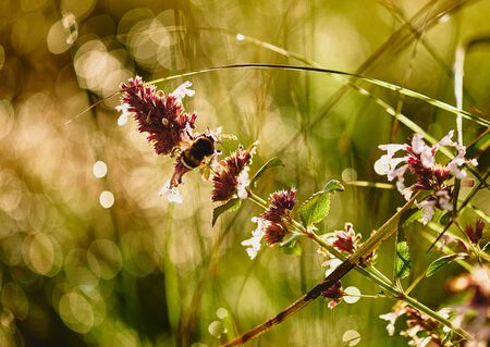 Bumble bee on a wild flower.の写真素材