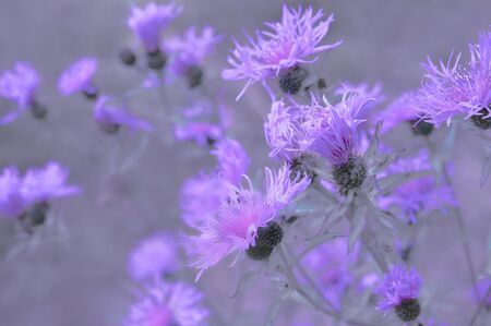 Purple knapweed macro shotの写真素材