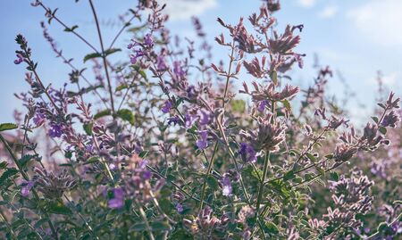 Nepeta flowers in the field.の写真素材