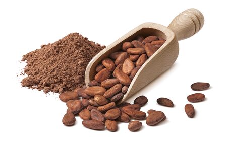 Raw cocoa beans in wooden scoop and powder isolated on whiteの写真素材