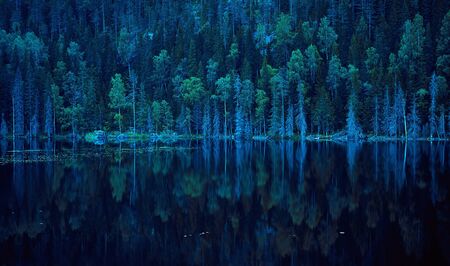 Blue lake shore with pine trees. Reflections on the surface of super clean water. Nothern landscape,...