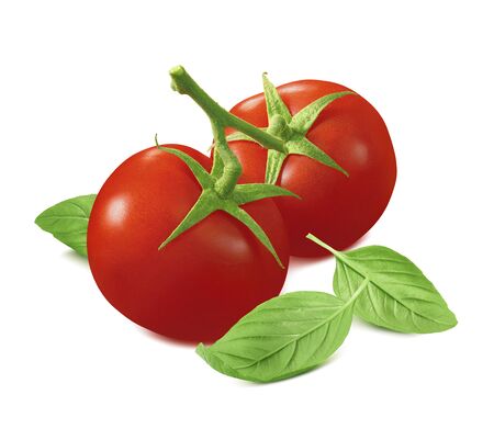 Bunch of tomatoes and basil leaves isolated on whiteの写真素材
