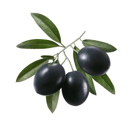 Branch with ripe black olives isolated on whiteの写真素材