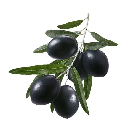 Big branch of black olives isolated on whiteの写真素材