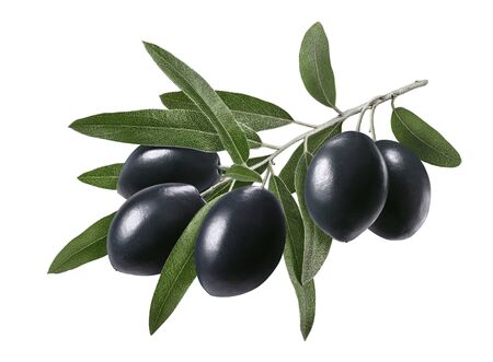 Long branch with black olives isolated on whiteの写真素材