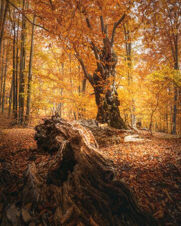 Beautiful beech forest with a fallen tree in the foreground.