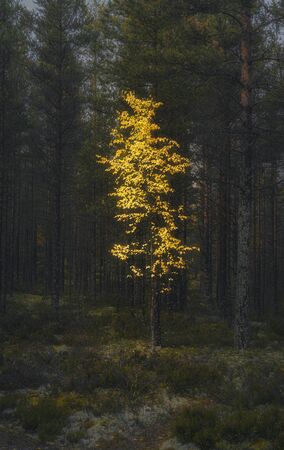 Lonely yellow birch tree in the dark forest. Vertical backgroundの写真素材