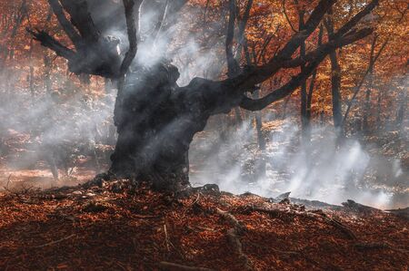 Smoke in autumn forest. Big tree in the middle. Image for illustrating fires, ecological issues and environmental problemsの写真素材