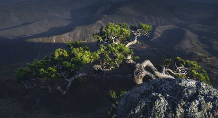 Pine tree with twisted trunk on top of mountain. Horizontal panorama. Scenic image. Breathtaking view.の写真素材