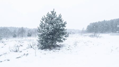 Lonely fir tree in the snow covered field. Horizontal layout for seasonal travel storiesの写真素材
