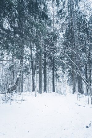 Curved trees in snow covered pine forest. Vertical layout for winter storiesの写真素材
