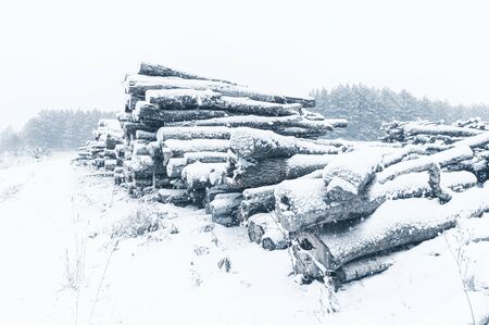 Stack of logs in front of pine forest. Side view. Winter time, snowfall. Horizontal layout for seasonal stories の写真素材