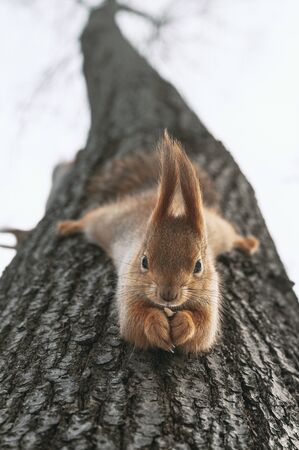 Squirrel eats nuts hanging upside down on tree. Feeding city animals in winter. Vertical layout