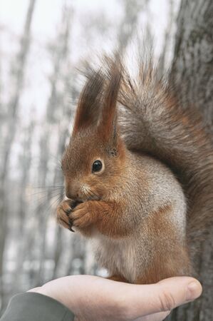Squirrel eats nuts sitting on palm. Feeding city animals in winter. Vertical layoutの写真素材