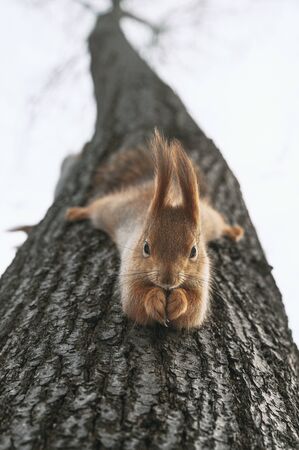 Red squirrel eats nuts hanging upside down on tree. Feeding city animals in winter. Vertical layoutの写真素材