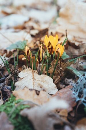 Yellow crocus in the forest.の写真素材