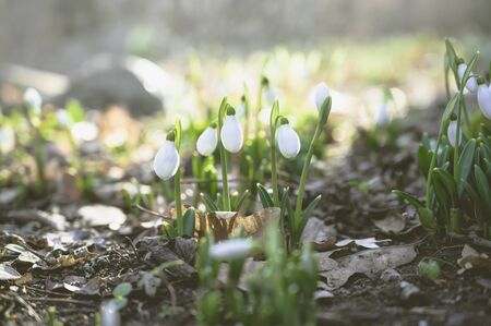 Close-up of white snowdrops in the forest. Horizontal layout for spring storiesの写真素材