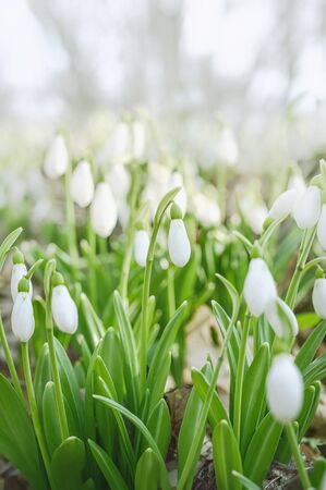 Spring flowers in the sunshine.  Close-up of white snowdrops. Vertical layoutの写真素材