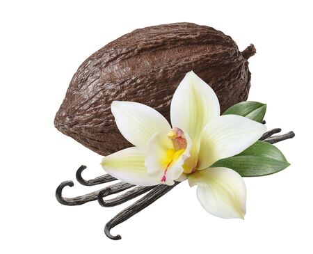 Cocoa pod and vanilla beans with flower isolated on whiteの写真素材