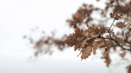 Branch with dry oak leaves against white background. Horizontal image for autumn stories. Japanese styleの写真素材