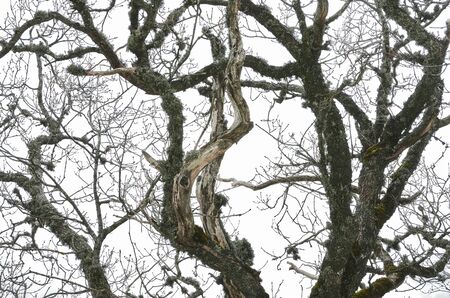 Low angle view of naked tree in the forest. High contrast image. Monochrome photo.の写真素材