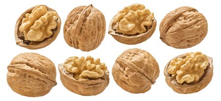Walnut nuts set isolated on white background.の写真素材