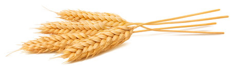 Bunch of wheat ears isolated on white background. Package design element with clipping pathの写真素材