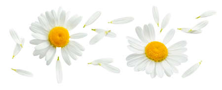 Chamomile or camomile set isolated on white background. Daisy flower. Top view. Package design element with clipping pathの写真素材