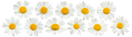 Chamomile flowers set isolated on white background. Package design elements with clipping pathの写真素材