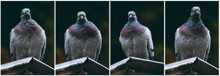 Feral pigeons set on dark background. Front view. City birdsの写真素材