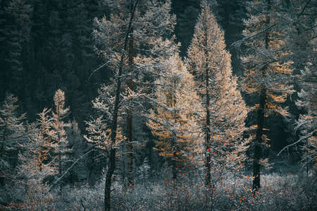 Snow covered larch forest. Sun shining through trees. Scenic viewの写真素材