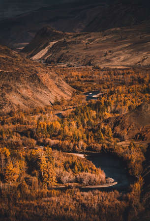 Mountain canyon at sunrise. Altai range. Yellow larch forest, scenic view, vertical layout.