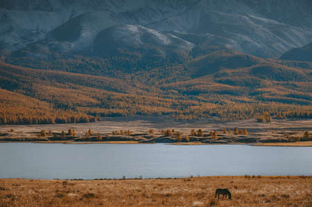 Wild horse at the lake in the mountains. Altai valley. Fall colors, blue sky and yellow grass.の写真素材