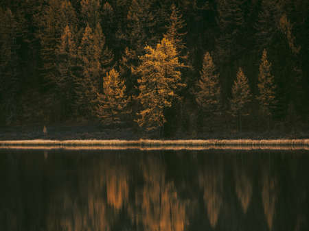 Yellow larch trees reflection in water. Dark surface of lake. Shot at blue hourの写真素材